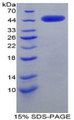 Figure 1. SDS-PAGE