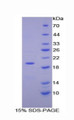 Figure 1. SDS-PAGE Figure 1. SDS-PAGE