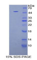 Figure 1. SDS-PAGE
