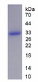 Figure 1. SDS-PAGE
