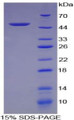 Figure 1. SDS-PAGE Figure 1. SDS-PAGE