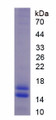 Figure 1. SDS-PAGE