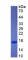 Figure 1. SDS-PAGE Figure 1. SDS-PAGE