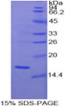 Figure 1. SDS-PAGE