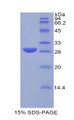 Figure 1. SDS-PAGE