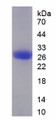 Figure 1. SDS-PAGE Figure 1. SDS-PAGE