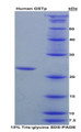 Figure 1. SDS-PAGE