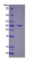 Figure 3. SDS-PAGE