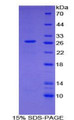 Figure 1. SDS-PAGE