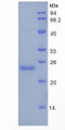 Figure 1. SDS-PAGE