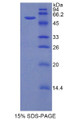 Figure 1. SDS-PAGE Figure 1. SDS-PAGE