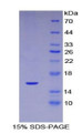 Figure 1. SDS-PAGE Figure 1. SDS-PAGE