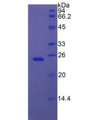 Figure 2. SDS-PAGE Figure 2. SDS-PAGE