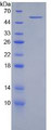 Figure 3. SDS-PAGE Figure 3. SDS-PAGE