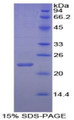 Figure 1. SDS-PAGE