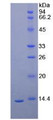 Figure 2. SDS-PAGE