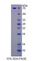 Figure 2. SDS-PAGE