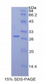 Figure 1. SDS-PAGE