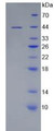 Figure 3. SDS-PAGE