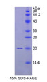 Figure 1. SDS-PAGE