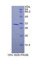 Figure 1. SDS-PAGE