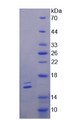 Figure 2. SDS-PAGE