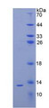 Figure 3. SDS-PAGE