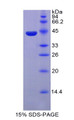 Figure 2. SDS-PAGE