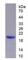 Figure 1. SDS-PAGE