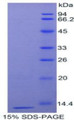 Figure 1. SDS-PAGE
