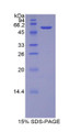 Figure 1. SDS-PAGE