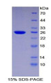 Figure 1. SDS-PAGE
