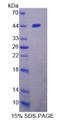 Figure 1. SDS-PAGE