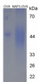 OVA Conjugated Rat Chemokine (C-X-C Motif) Ligand 1 (CXCL1), Cat#RPU50514