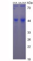 Figure 2. SDS-PAGE