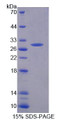 Figure 1. SDS-PAGE