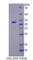 Figure 1. SDS-PAGE
