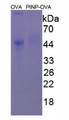 Figure 2. SDS-PAGE