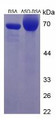 Figure 3. SDS-PAGE