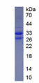 Figure 1. SDS-PAGE