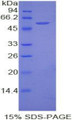 Figure 1. SDS-PAGE
