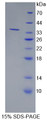 Figure 1. SDS-PAGE