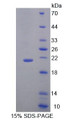 Figure 1. SDS-PAGE