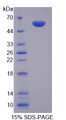 Figure 1. SDS-PAGE