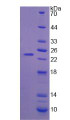 Figure 2. SDS-PAGE