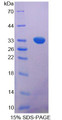 Figure 1. SDS-PAGE