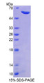 Figure 1. SDS-PAGE
