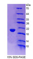 Figure 1. SDS-PAGE