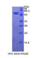 Figure 1. SDS-PAGE