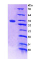 Figure 2. SDS-PAGE